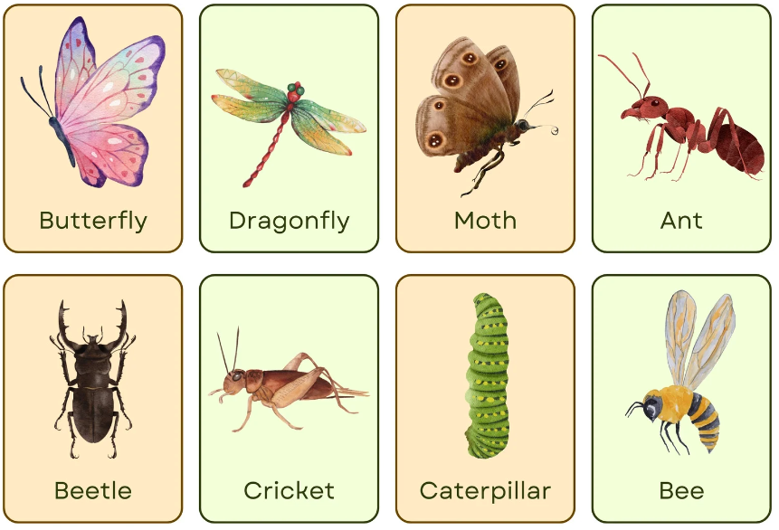 Insects